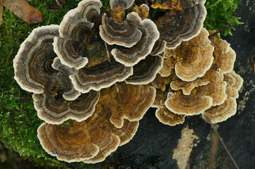 Fototapeta na wymiar Turkey Tail - Trametes Versicolor