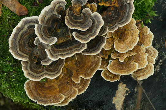 Turkey Tail - Trametes Versicolor