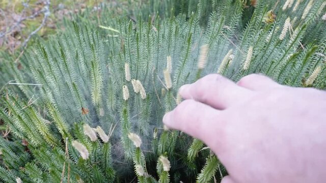 White fog coming out from the stiff clubmoss plant while shaking it in Estonia