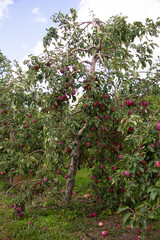 Fototapeta na wymiar Landscape of an apple field 