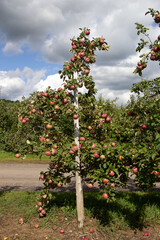 Fototapeta na wymiar Landscape of an apple field 