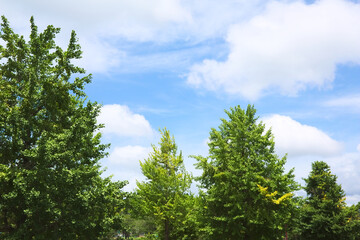 いちょうの葉と夏の青空	