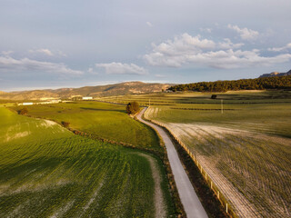 Fototapeta premium aerial landscape of wheat fields
