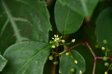 ヘンリーヅタの花