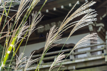 pampas grass at a temple in Japan
