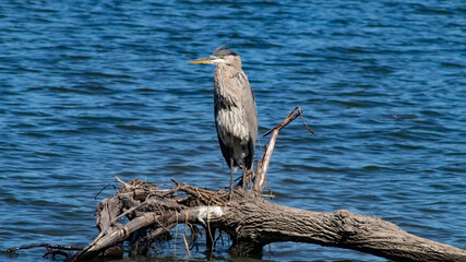 great blue heron parched on drift wood on ocean shore