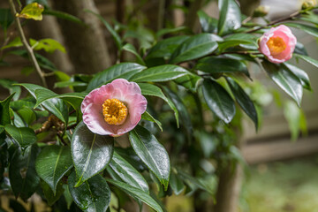 camellia japonica