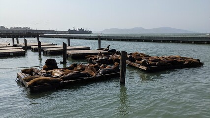 Sea lions on the pier