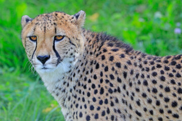 Gepard portrait in the green grass