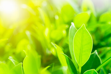 Closeup nature green leaf on blurred greenery background in garden in the morning with sunlight. copy space for text as background natural green plants landscape, ecology, fresh wallpaper concept.