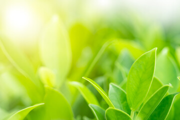 Closeup nature green leaf on blurred greenery background in garden in the morning with sunlight. copy space for text as background natural green plants landscape, ecology, fresh wallpaper concept.