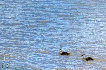 水面を進む二羽のカルガモ