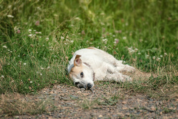 Naklejka na ściany i meble broken Jack Russell is resting in nature with his eyes open