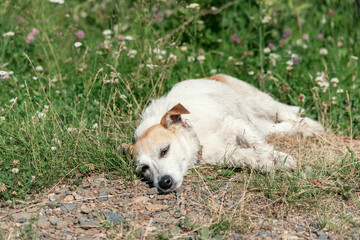 broken Jack Russell sleeps in nature on the side of the road. close-up