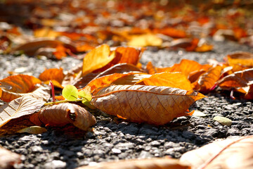Fallen leaves on asphalt. Closeup of autumn leaves on sidewalk under sunlight.
