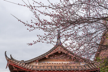 The pink plum blossoms in Buddhist temples are open