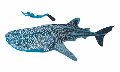 tiburon ballena nado