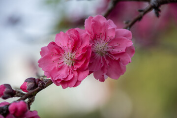 Close up of red peach blossom