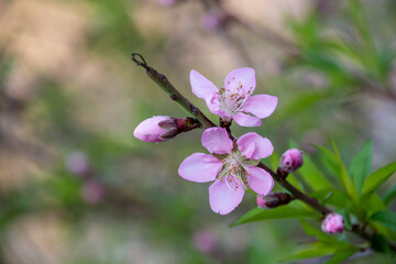 Close up of red peach blossom