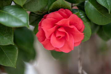Close up of red camellia against a green background