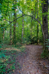 Fototapeta na wymiar Evergreen Nature Preserve in Charlotte, North Carolina 