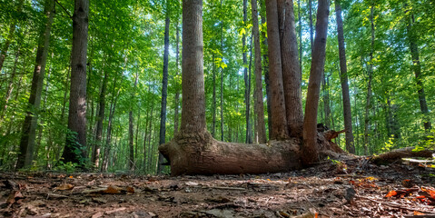 A Tree Growing from a Fallen Tree in Evergreen Nature Preserve in Charlotte, North Carolina
