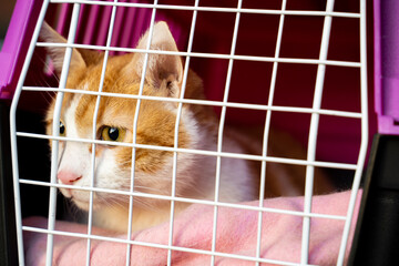 Orange cat in pet cerrier cage, animal transport to vet office or traveling 