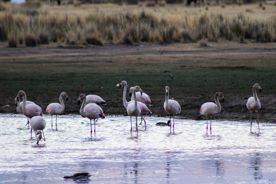 Parihuanas o flamencos andinos en una laguna 4
