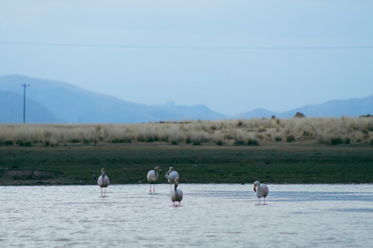 Parihuanas o flamencos andinos en una laguna 3