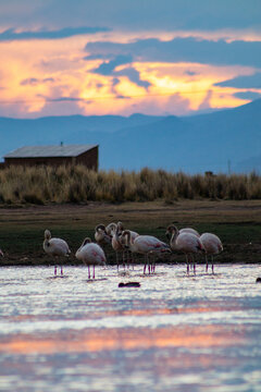 Parihuanas o flamencos andinos en una laguna 2