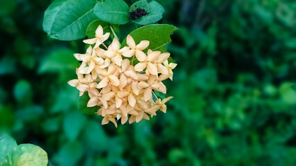 Yellow jungle geranium (big leaves Ixora) flower bunch