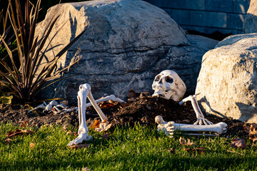 Halloween skeleton decoration buried on lawn