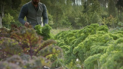 SLIDER cinematic shot L2R of handsome farmer harvesting green chard