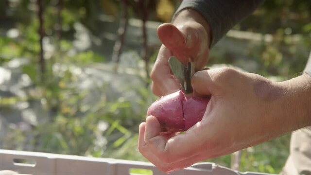 SLOW MOTION CLOSEUP, cutting open a Highland Burgundy potato, sunny