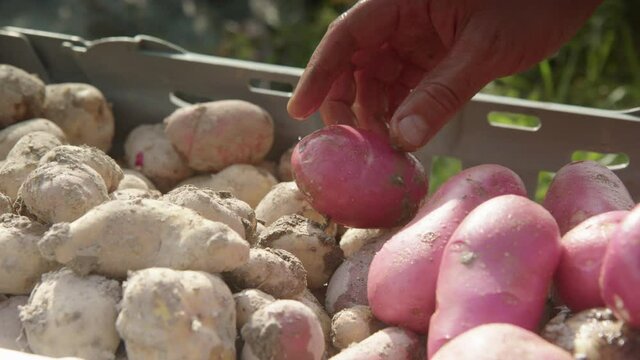 SLOW MOTION, different varieties of potato are added to the crate