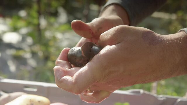 SLOW MOTION CLOSEUP, cutting open a Purple Queen potato, sunny day backlit