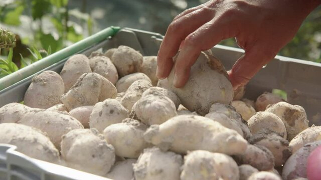 SLOW MOTION farmers hand picks up newly harvested potato from the crate
