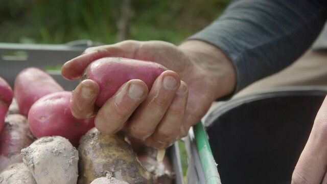 SLOW MOTION CLOSEUP, farmer washes the skin of a newly harvested cherie potato