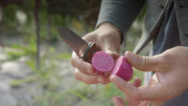 CLOSEUP, the farmer cuts open a Highland Burgundy potato to reveal the colour