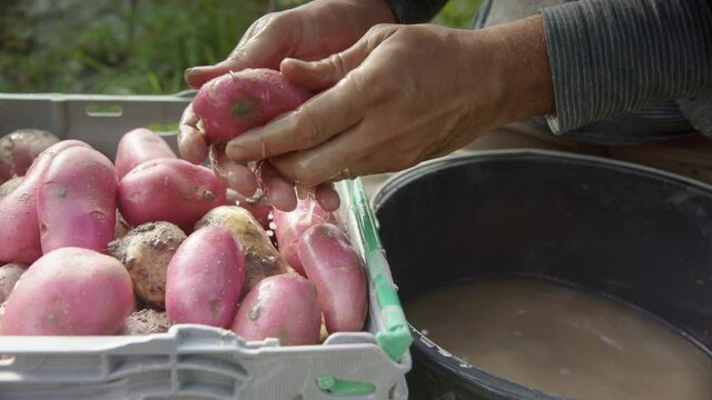 SLOW MOTION WIDE, farmer washes the skin of a newly harvested cherie potato