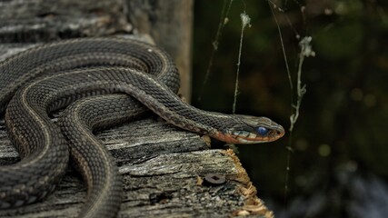 Grass snake
