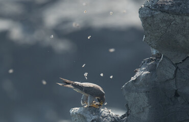 Life and Death