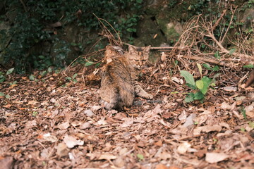 落ち葉の上に座ってこちらを見つめる野良猫1