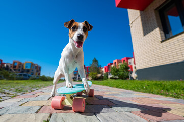 Jack russell terrier dog rides a skateboard outdoors on a hot summer day.