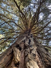 redwood tree
