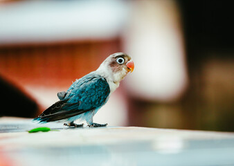 blue and yellow macaw
