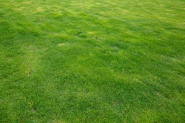 Obraz premium green grass background