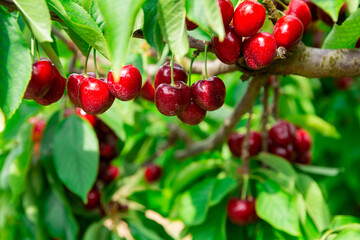 Obraz premium Image of a cherry cluster on a branch in the garden