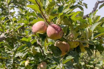 Ripening, juicy apple hanging on a branch close-up