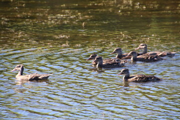 Family Of Ducks, Pylypow Wetlands, Edmonton, Alberta